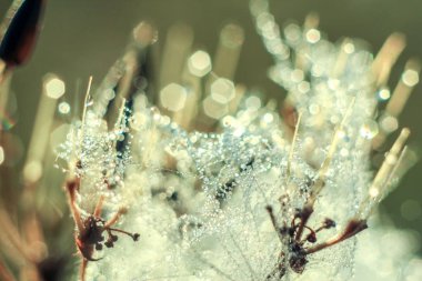 Değişken odak ve bulanık arka planda yükselen güneş ışınlarının bir örümcek ağı üzerinde soyut Close-Up bırakır. Bulanıklık ve yumuşak odak.
