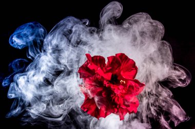 Kırmızı çay çiçek çok renkli duman bulutları içinde izole üzerinde yükseldi 