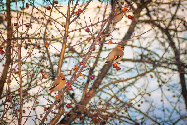 Hongerige wilde vogels Pestvogels op een boom in het voorjaar bos — Stockfoto