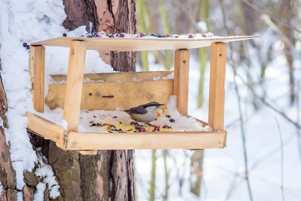 Hungriger Wildvogel Kleiber auf einem Baum im Frühlingswald — Stockfoto