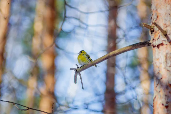 Hungrige Wildvogel-Zeisig auf einem Baum im Frühlingswald — Stockfoto