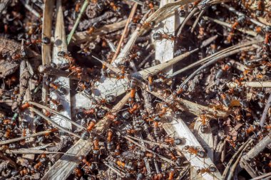 Karıncalar üstten görünüm parlak güneşli bir günde onların hayatlarını ve ilişkilerin takım çalışma gününün komik grubudur. duvar kağıdı ve doku