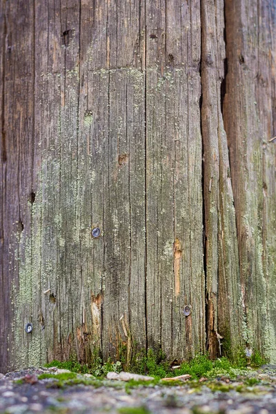 Close Natuurlijke Stilleven Het Forest Van Lente Met Verschillende Soorten — Stockfoto