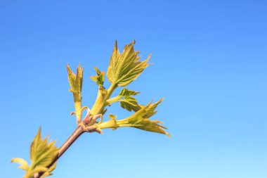 Bahar genç taze yaprak ağaç üzerinde yakın çekim fotoğraf tomurcukları, yumuşak odak ve bulanıklık arka plan ile dalları. Yeni bir hayat kavramı.