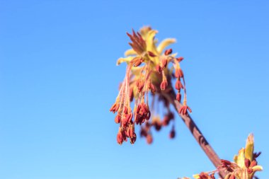 Bahar genç taze yaprak ağaç üzerinde yakın çekim fotoğraf tomurcukları, yumuşak odak ve bulanıklık arka plan ile dalları. Yeni bir hayat kavramı.
