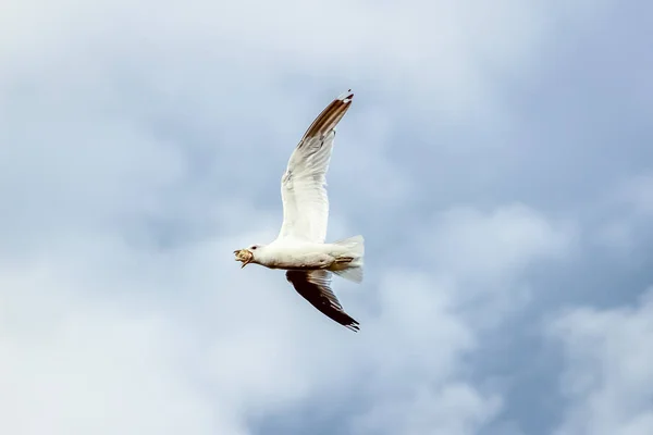 Gaivota Faminta Voo Com Asas Abertas Contra Céu Nublado Antes — Fotografia de Stock