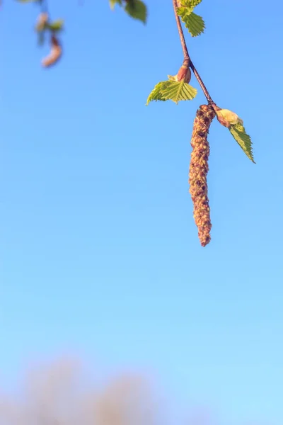신선한 자작나무 나무에 귀걸이의 소프트 포커스와 새로운 생활의 — 스톡 사진