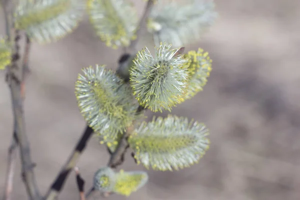 つぼみ ソフト フォーカス ぼかし背景とツリーの柳バーバの春の若い新鮮な葉のクローズ アップ写真の枝します 休日イースターと新しい生活の概念 — ストック写真