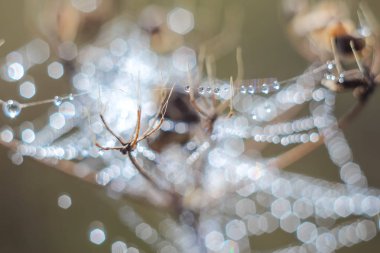 Değişken odak ve bulanık arka planda yükselen güneş ışınlarının bir örümcek ağı üzerinde soyut Close-Up bırakır. Bulanıklık ve yumuşak odak.
