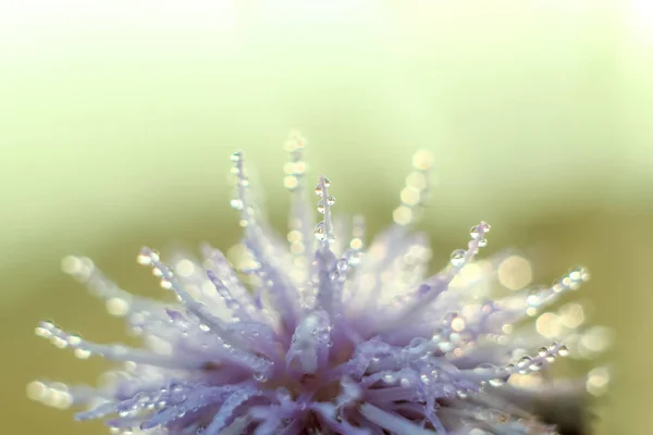 Close Abstract Blur Drops One Dry Flower Variable Focus Blurred — Stock Photo, Image