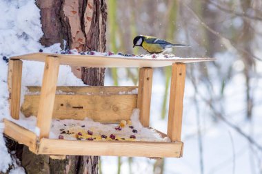 Aç yabani kuş baştankara bahar ormandaki bir ağaç üzerinde