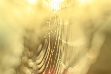 Değişken odak ve bulanık arka planda yükselen güneş ışınlarının bir örümcek ağı üzerinde soyut Close-Up bırakır. Bulanıklık ve yumuşak odak.