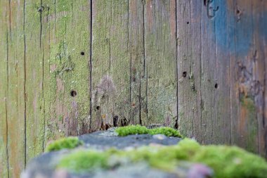 Yakın çekim doğal natürmort moss, bitkiler ve böcekler ağaç arka plan olarak yüzeyi farklı tipleri ile bahar ormandaki. Doku.