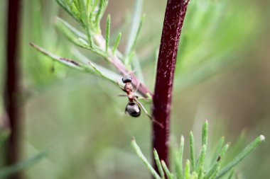 ant close-up portrait of a working day sitting on a blade of grass against a blurred green background on a bright sunny day. wallpaper and copy space