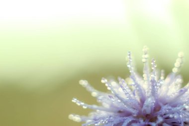 Değişken odak ve bulanık arka planda yükselen güneş ışınlarının bir kuru çiçek soyut ve bulanıklık Close-Up bırakır. Kopya alanı.