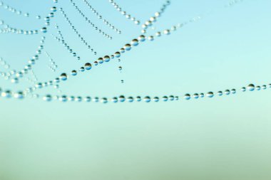 Değişken odak ve bulanık arka planda yükselen güneş ışınlarının bir örümcek ağı üzerinde soyut Close-Up bırakır. Bulanıklık ve yumuşak odak.