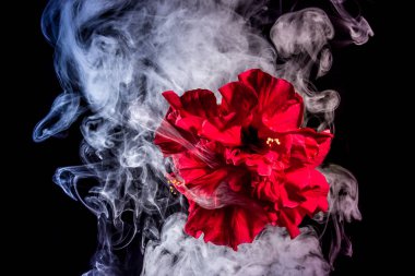 Kırmızı çay çiçek çok renkli duman bulutları içinde izole üzerinde yükseldi 