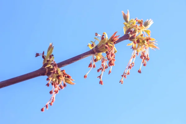 Foto Cerca Hojas Frescas Jóvenes Primavera Ramas Árboles Con Brotes —  Fotos de Stock