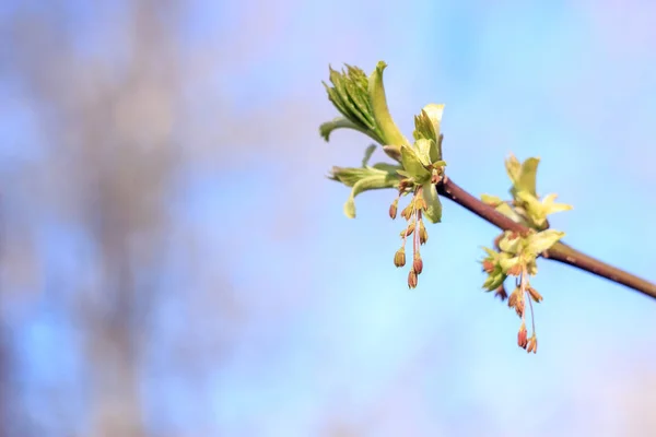 Close Photo Spring Young Fresh Leaves Tree Branches Buds Soft — Stock Photo, Image