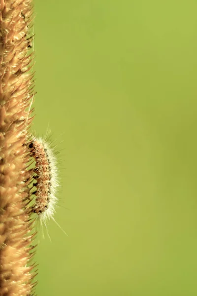 Drôle Chenille Poilue Gros Plan Rampant Sur Brin Herbe Jaune — Photo