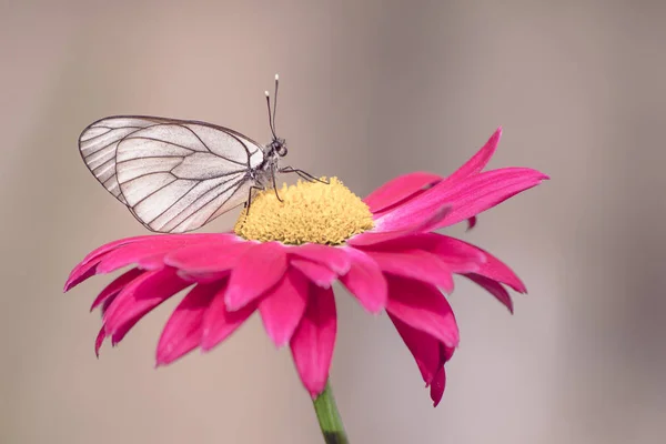 一张白色蝴蝶在外面的夏日红花上的特写镜头 色调的颜色 柔和的对焦和复制空间 — 图库照片