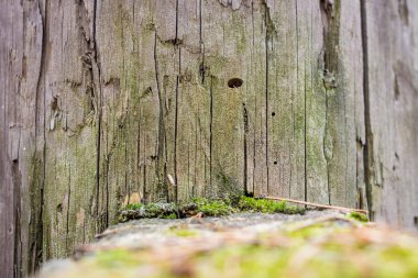 Yakın çekim doğal natürmort moss, bitkiler ve böcekler ağaç arka plan olarak yüzeyi farklı tipleri ile bahar ormandaki. Doku.