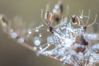 Değişken odak ve bulanık arka planda yükselen güneş ışınlarının bir örümcek ağı üzerinde soyut Close-Up bırakır. Bulanıklık ve yumuşak odak.