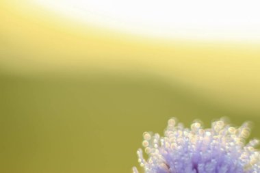 Değişken odak ve bulanık arka planda yükselen güneş ışınlarının bir kuru çiçek soyut ve bulanıklık Close-Up bırakır. Kopya alanı.