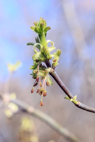 つぼみ ソフト フォーカス ぼかし背景とツリーの春の若い新鮮な葉のクローズ アップ写真の枝します 新しい生活の概念 — ストック写真