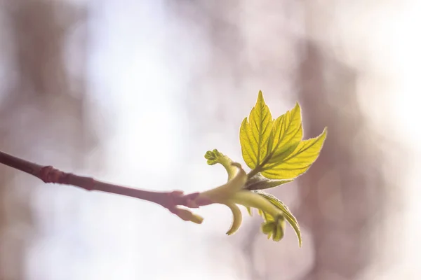 Nahaufnahme Von Frühlingsfrischen Blättern Auf Ästen Mit Knospen Weichem Fokus — Stockfoto