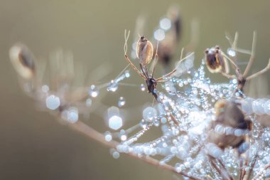 Değişken odak ve bulanık arka planda yükselen güneş ışınlarının bir örümcek ağı üzerinde soyut Close-Up bırakır. Bulanıklık ve yumuşak odak.