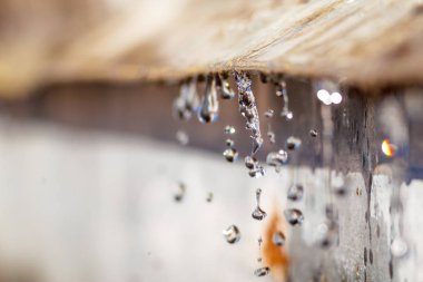 Yakın çekim bahar güneş ışığı gün büyük makro artış Caddesi üzerinde bırakır. Yumuşak ve seçici odak.