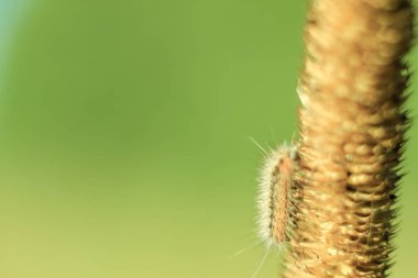 komik tüylü caterpillar kapatın - parlak güneşli bir günde bir sarı kuru bıçak çimen yeşil parlak bir arka plan üzerinde sürünerek. Yumuşak odak ve kopya alanı