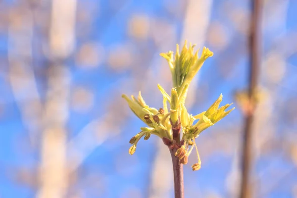 つぼみ ソフト フォーカス ぼかし背景とツリーの春の若い新鮮な葉のクローズ アップ写真の枝します 新しい生活の概念 — ストック写真