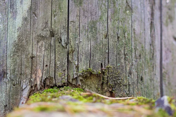 Zbliżenie Naturalne Martwa Natura Puszczy Wiosna Różnymi Rodzajami Moss Rośliny — Zdjęcie stockowe