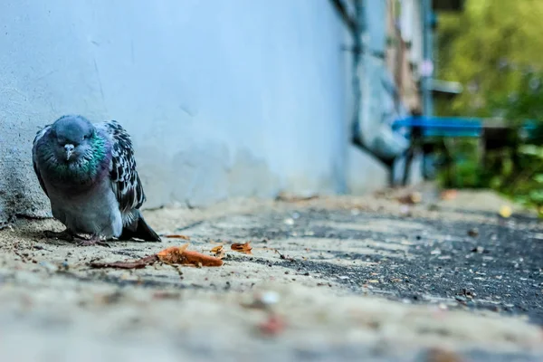 소프트 포커스 배경에 우울증과 무관심 분위기와 마당에서 죽어가는 비둘기의 클로즈업 — 스톡 사진