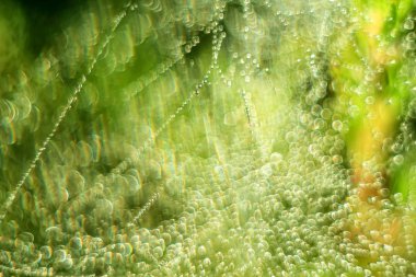 Değişken odak ve bulanık arka planda yükselen güneş ışınlarının bir örümcek ağı üzerinde soyut Close-Up bırakır. Bulanıklık ve yumuşak odak.