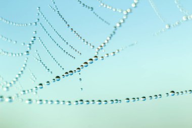 Değişken odak ve bulanık arka planda yükselen güneş ışınlarının bir örümcek ağı üzerinde soyut Close-Up bırakır. Bulanıklık ve yumuşak odak.