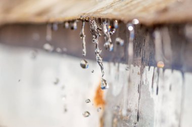 Yakın çekim bahar güneş ışığı gün büyük makro artış Caddesi üzerinde bırakır. Yumuşak ve seçici odak.