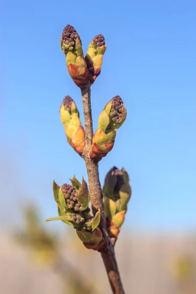 Nahaufnahme Von Frühlingsfrischen Blättern Auf Ästen Mit Knospen Weichem Fokus — Stockfoto