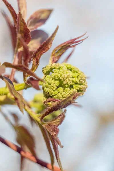 Close Photo Spring Young Fresh Leaves Tree Branches Buds Soft — Stock Photo, Image