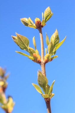 Bahar genç taze yaprak ağaç üzerinde yakın çekim fotoğraf tomurcukları, yumuşak odak ve bulanıklık arka plan ile dalları. Yeni bir hayat kavramı.