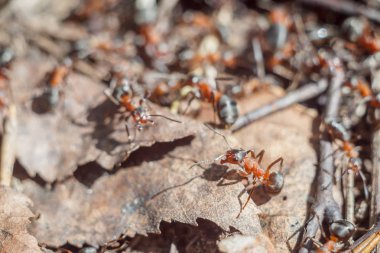 Karıncalar komik grup portre çalışma gününde parlak güneşli bir günde onların yaşam ve bir takım ilişkiler kapatın. yumuşak odak ve kopya alanı