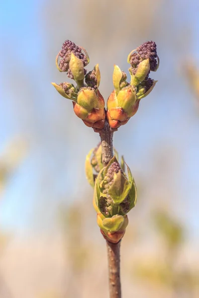 Bahar Genç Taze Yaprak Ağaç Üzerinde Yakın Çekim Fotoğraf Tomurcukları — Stok fotoğraf
