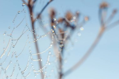 Değişken odak ve bulanık arka planda yükselen güneş ışınlarının bir örümcek ağı üzerinde soyut Close-Up bırakır. Bulanıklık ve yumuşak odak.