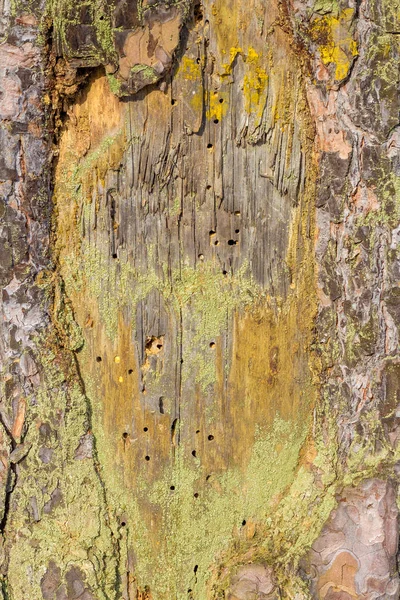Zbliżenie Naturalne Martwa Natura Puszczy Wiosna Różnymi Rodzajami Moss Rośliny — Zdjęcie stockowe