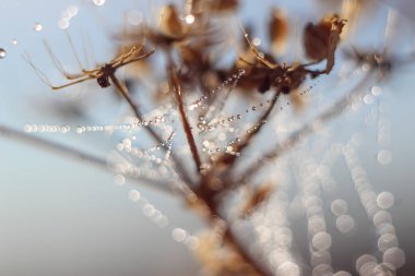 Değişken odak ve bulanık arka planda yükselen güneş ışınlarının bir örümcek ağı üzerinde soyut Close-Up bırakır. Bulanıklık ve yumuşak odak.