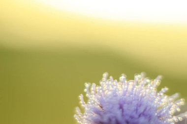 Değişken odak ve bulanık arka planda yükselen güneş ışınlarının bir kuru çiçek soyut ve bulanıklık Close-Up bırakır. Kopya alanı.