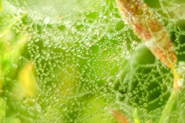 Değişken odak ve bulanık arka planda yükselen güneş ışınlarının bir örümcek ağı üzerinde soyut Close-Up bırakır. Bulanıklık ve yumuşak odak.