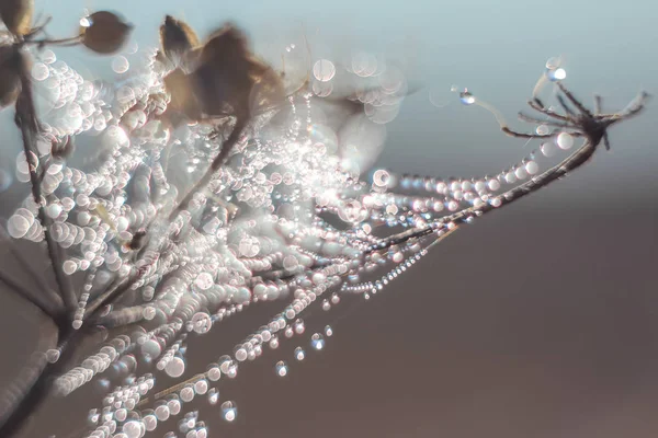 Close Gotas Abstratas Uma Teia Aranha Com Foco Variável Fundo — Fotografia de Stock